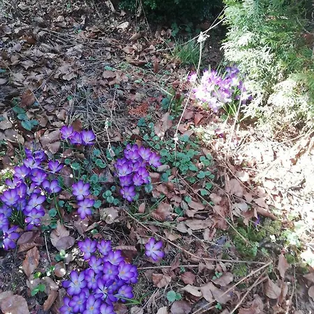 Haus Pauline Apartment *