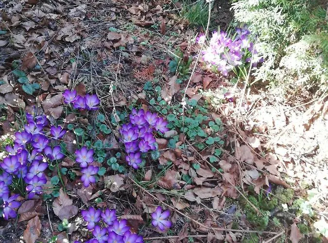 Haus Pauline Apartment *